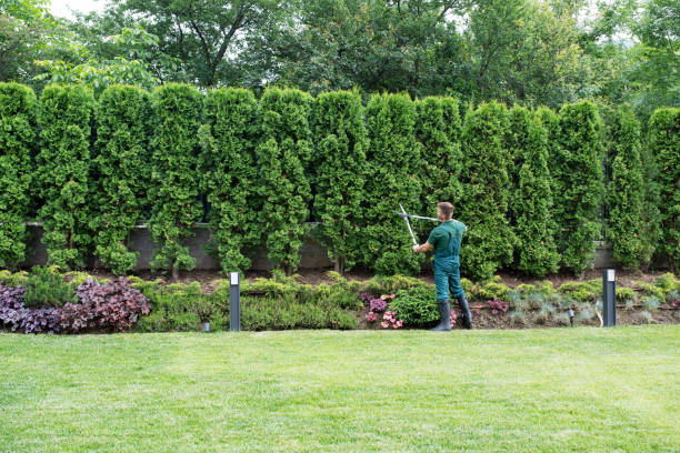 Best Lawn Renovation and Restoration  in Schler Park, IL