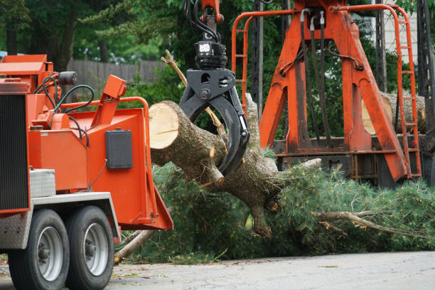 Why Choose Our Tree Removal Services in Schiller Park, IL?