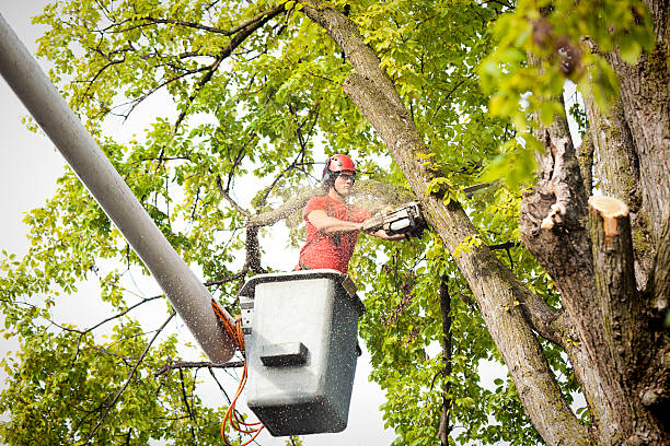 Soil Testing and Treatment in Schiller Park, IL